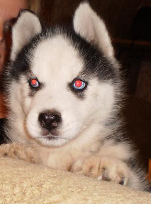 AkcMaleHuskyBabyBlueeyes